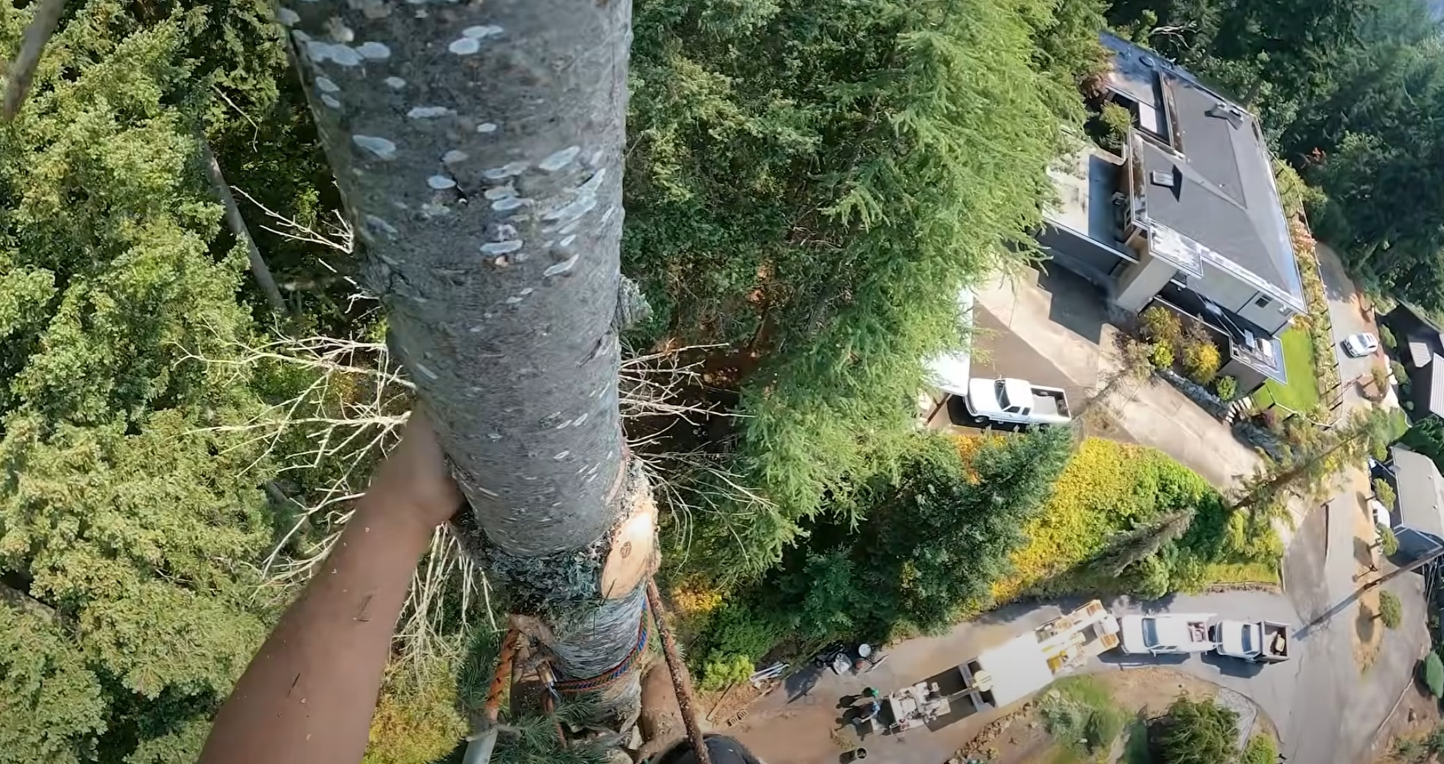 Certified arborist consulting on tree removal and property management