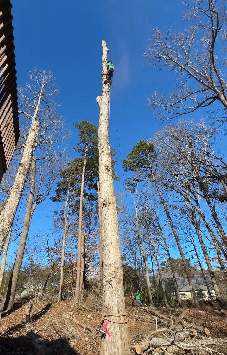Professional arborist climbing tall tree for safe removal in Oak Ridge, TN