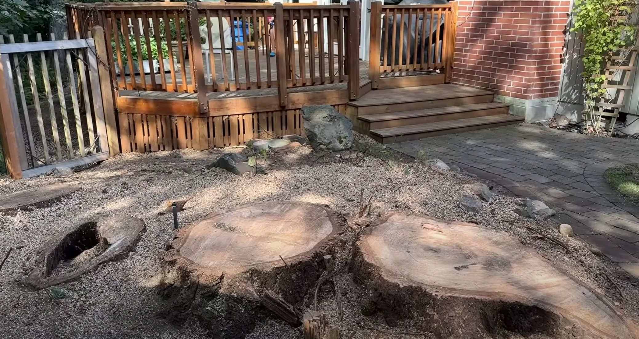 Fresh tree stumps after professional grinding and removal service