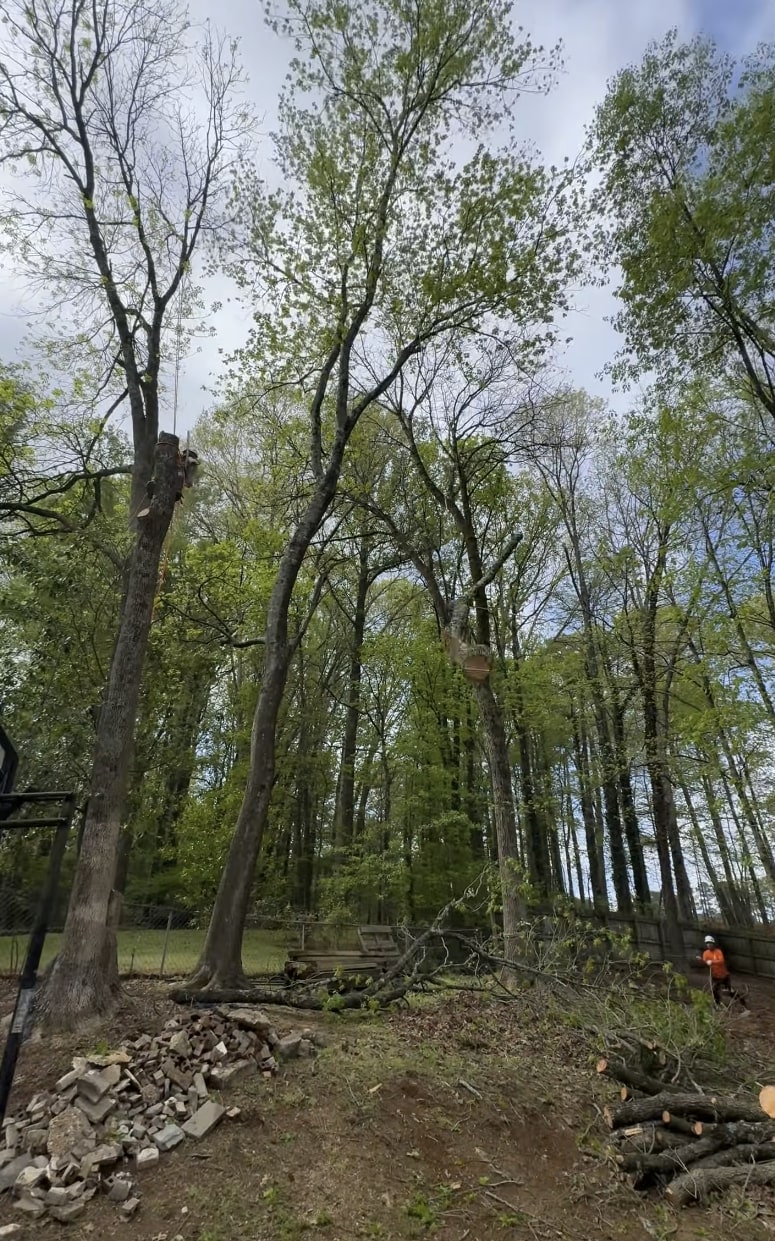 Tree trimming and pruning crew working on residential property in Oak Ridge, TN