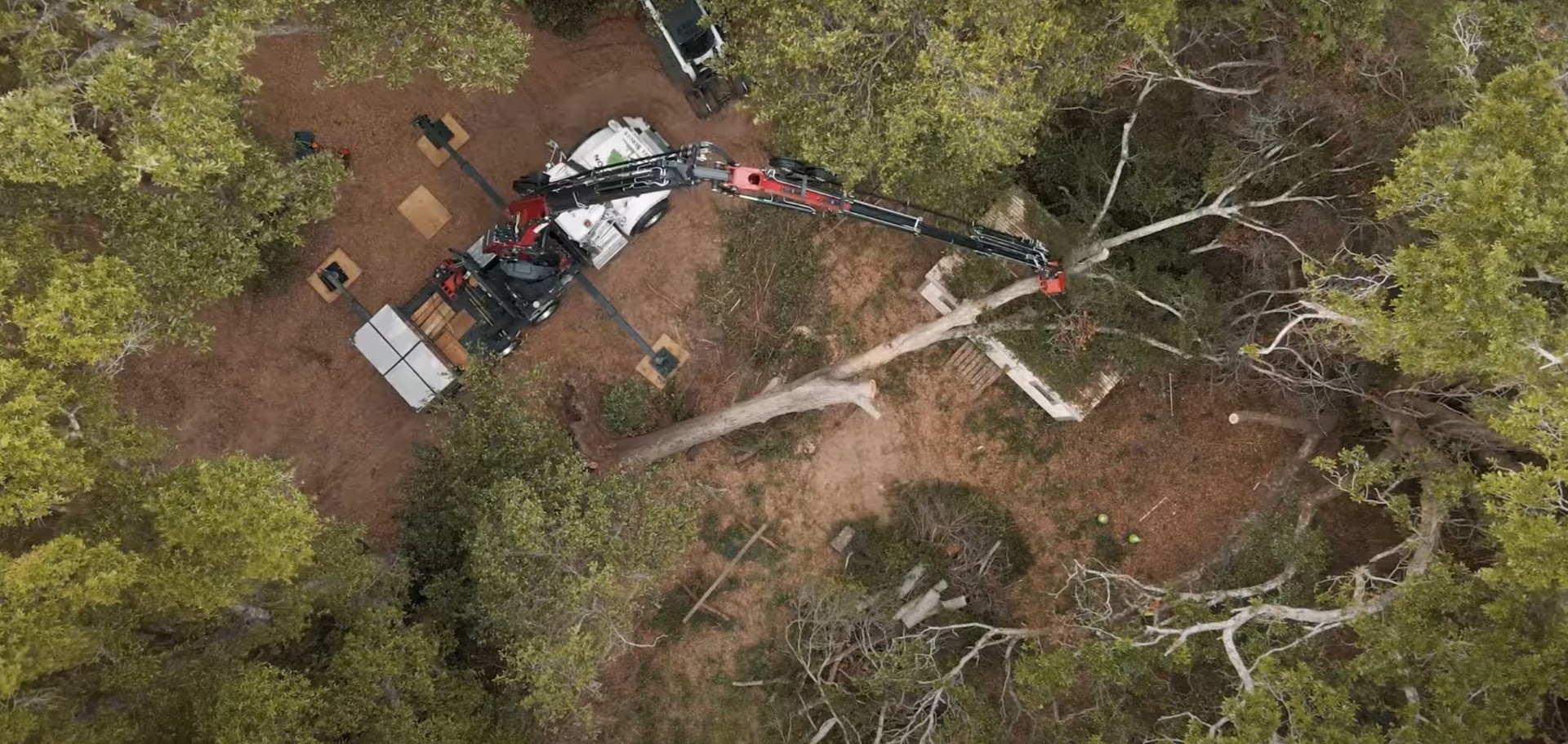 Tree care professional debunking common tree myths