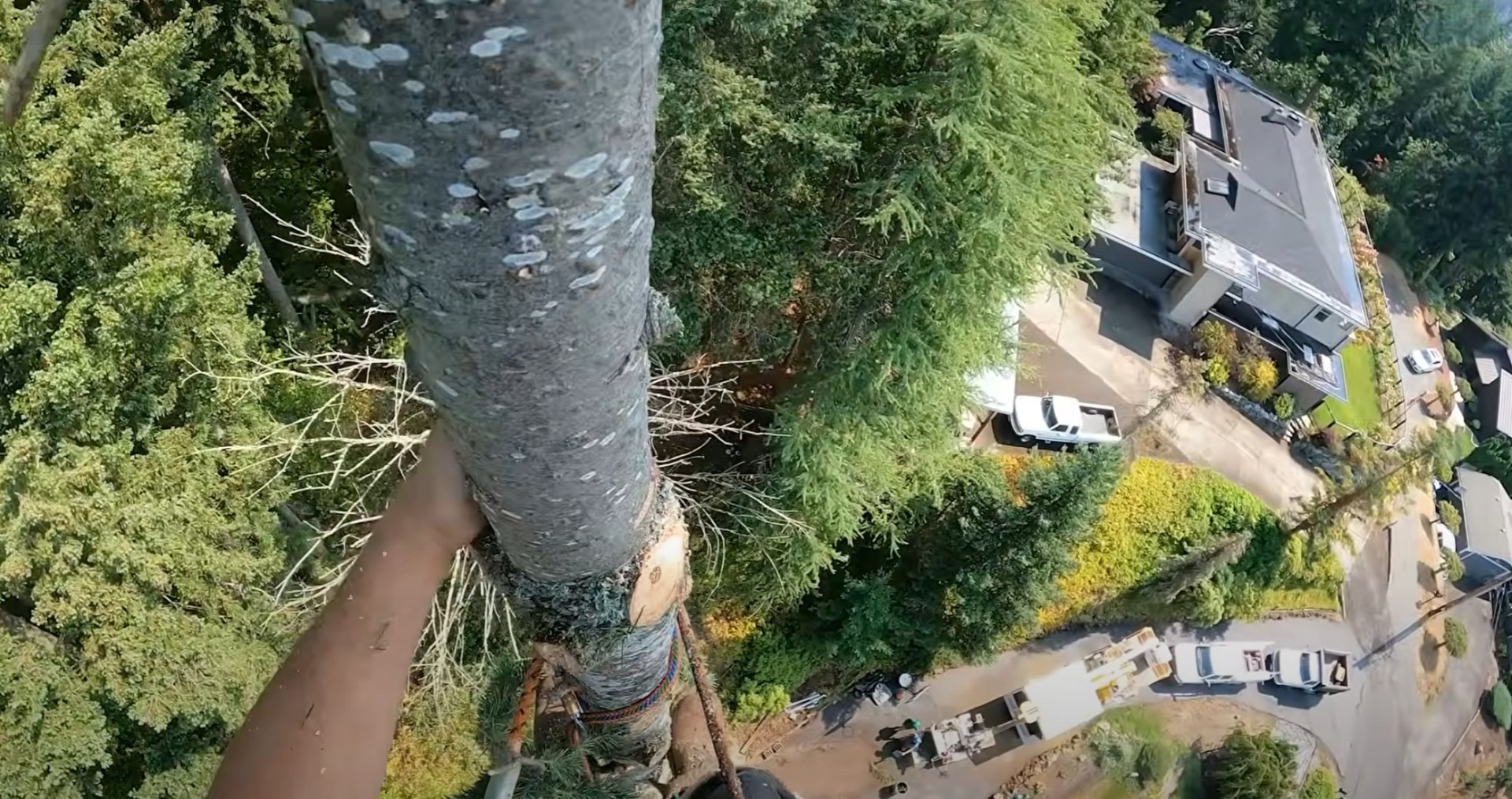 Aerial perspective of comprehensive tree service work