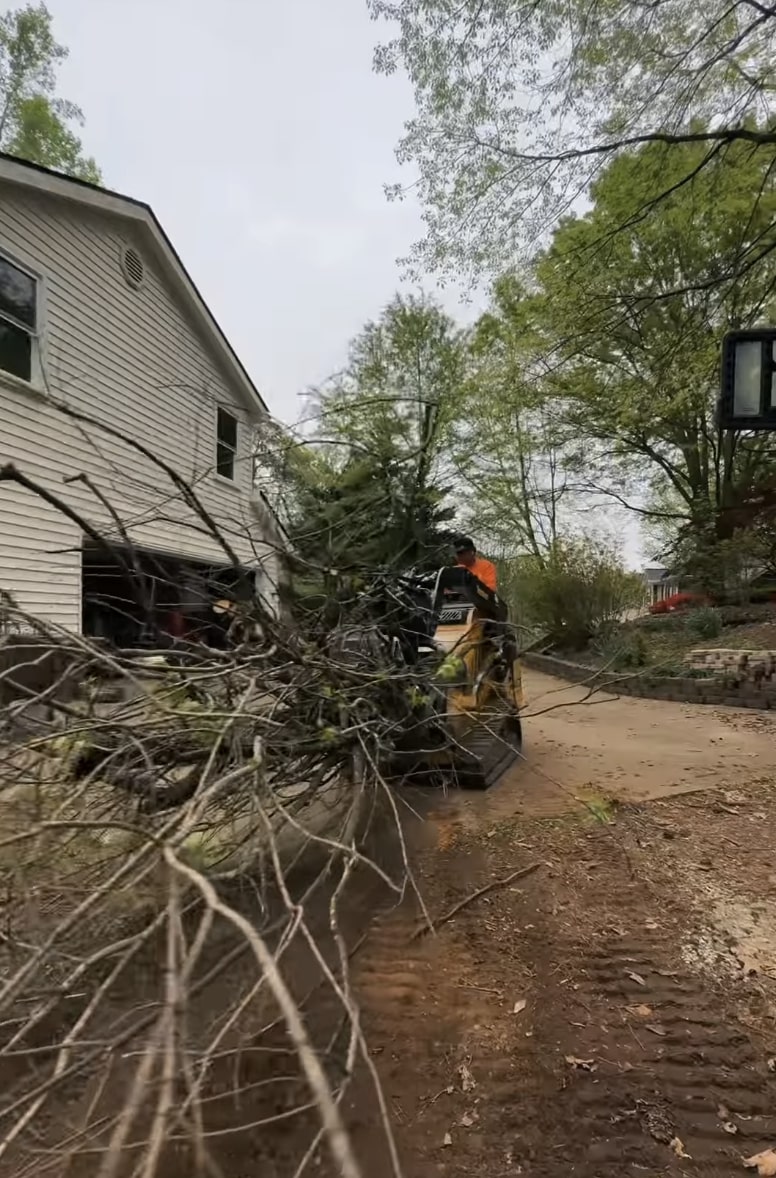 Tree removal equipment and professional arborists at work