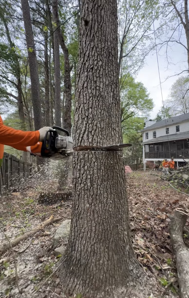 Professional arborist using chainsaw for precise tree cutting